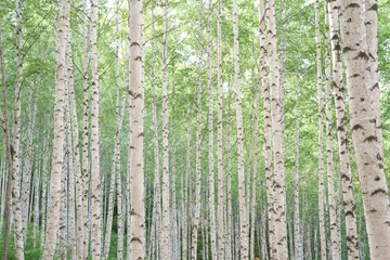 Fototapete Rund Birkenwald Korea  © Benjamin S. Kim