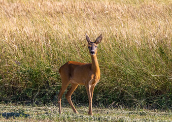 A roe deer on a field in the natural environment