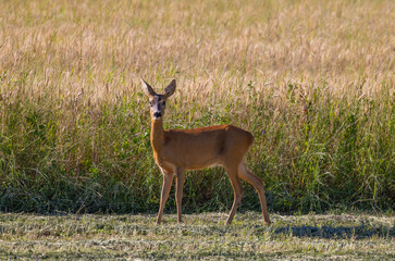 Close-up of a female deer looking curiously