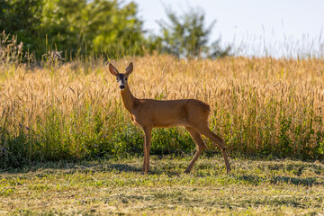 Close-up of a female deer looking curiously