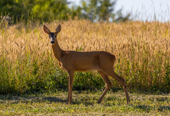 A roe deer in its natural environment