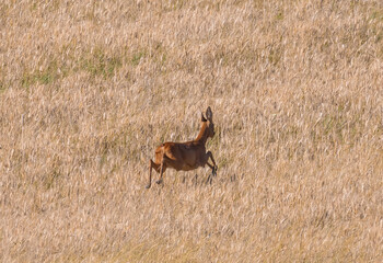 A deer leaping in a field of wheat