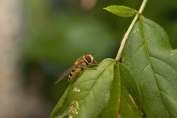 Hoverfly resting on a green leaf.