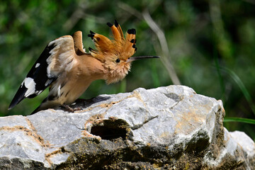 sich plusternder Wiedehopf // puffed up hoopoe (Upupa epops) © bennytrapp
