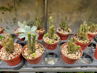 cactus plants collection