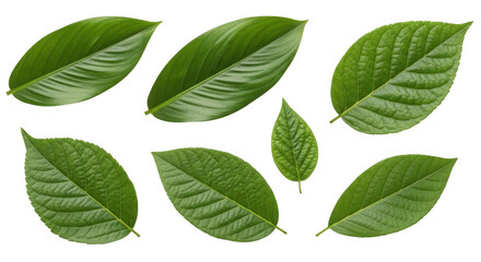 Fototapeta premium Assorted Green Leaves Showcasing Different Shapes and Textures for Natural Designs, isolated on a transparent background