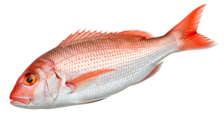 A single red snapper fish lying horizontally against a black background with detailed scales and fins