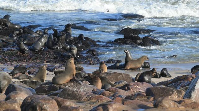 fur seals at Cape Cross colony, Fur Seal, fur seals at  Cape Cross,  Arctocephalus pusillus,  on the beach, Ocean, Cape Cross,  Namib desert, Namib Naukluft National Park,  beach, Swakopmund, Namibia,