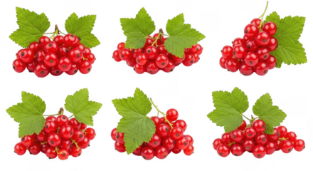 Fresh Red Currants with Green Leaves: a Delicious and Versatile Ingredient for Culinary Creations and Decorative Displays, isolated on a transparent background