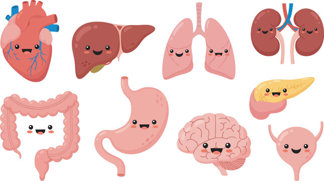 Cute cartoon representation of human internal organs, including heart, lungs, liver, stomach, intestines, brain, kidneys, and pancreas.