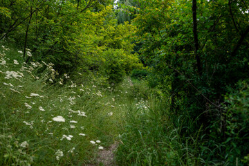 Dense green meadow with white flowers and forest trees in the background