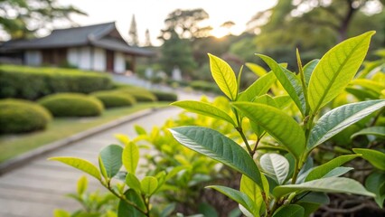 tropical garden in thailand