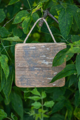 Rustic old wooden empty board hangs on tree