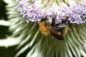 Close up of a purple flowering thistle plant with a bee on it collecting the pollen