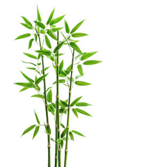 Obraz premium Vibrant green bamboo stalks and leaves isolated on a white background isolated on white background