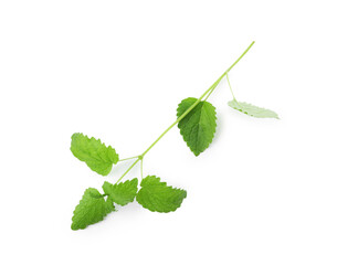Fresh green lemon balm leaves isolated on white, top view