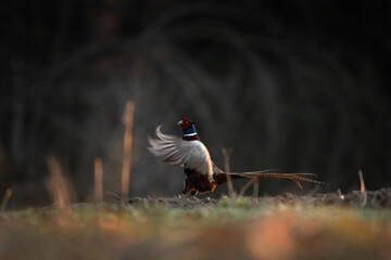 This is a common pheasant during its courtship display. A pheasant defending its territory in the spring wilderness of Europe. Spring wilderness in Europe.