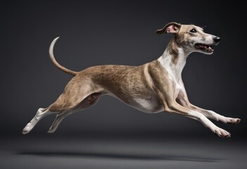 whippet dog isolated on grey neutral studio background, adorable doggy, lovely pet 2