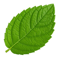 Obraz premium Single Lemon Verbena Leaf in High Detail – Transparent Background Cutout