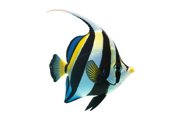 Naklejka premium Colorful tropical fish swimming underwater on a blue and white background