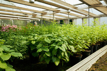 Greenhouse filled with plants