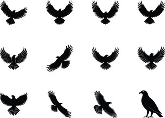 Twelve black eagle silhouette symbols feature varied wing positions against a white background