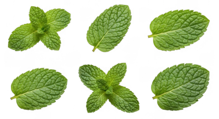 Fresh Mint Leaves for Culinary, Aromatic, and Medicinal Uses: a Versatile Herb for Cooking and Remedies, isolated on a transparent background