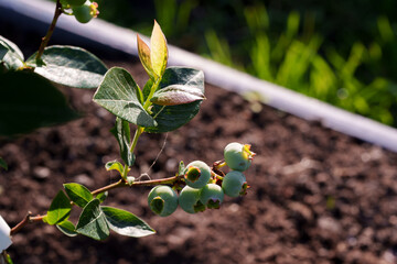 Unripe Blueberries on a Bush, Awaiting Summer Harvest