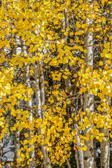 yellow autumn leaves aspens