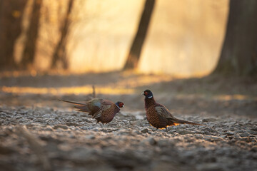 This is a common pheasant during its courtship display. A pheasant defending its territory in the...