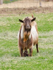   Portraiture of adult brown goat.