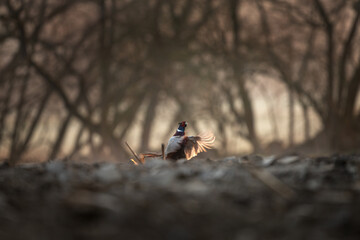 This is a common pheasant during its courtship display. A pheasant defending its territory in the...