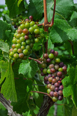 Grapes Okanagan BC Canada