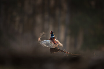 This is a common pheasant during its courtship display. A pheasant defending its territory in the...