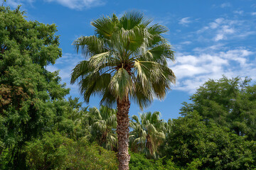 Fototapeta premium Tall palm tree surrounded by lush green foliage under a blue sky tropical