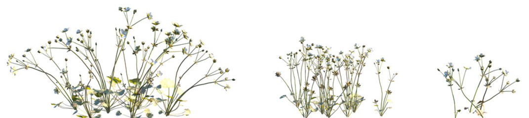 Set of Androsace umbellata (commonly known as the umbel rock-jasmine) isolated png on a transparent background perfectly cutout high resolution