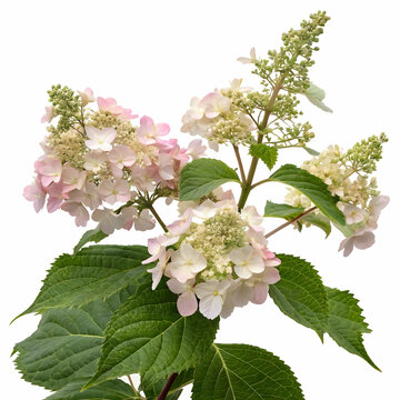 Oak leaf hydrangea illustration isolated on transparent background  