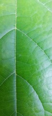 Detailed close up of a vibrant green leaf showing intricate vein patterns and texture
