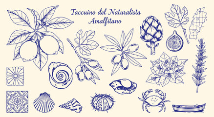 Amalfi Coast Naturalist's Notebook. Vintage sketch set with lemon, olive, and seashell. Hand drawn Italian vector elements for posters or menus. © MH HASIB