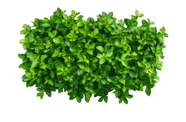 Large bush of lush green leaves isolated on white or transparent background