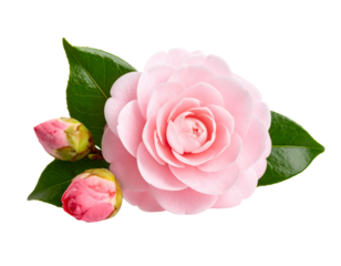 Side‑Profile Pink Camellia Bloom with Curved Rose Sprig & Dew, PNG Cut‑Out