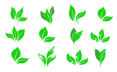 Green leaves icons set isolated on white background vector illustration. Collection of green leaves. Template for package and cover. Vegan, tree, plant, fresh, energy and healthy nutrition concept.