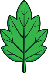 Green leaf with veins and stem isolated on white background