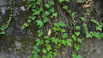 Lush ivy vines climbing old stone wall with vibrant green leaves