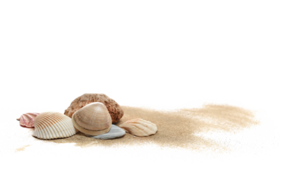 Sea shell and stone in sand pile isolated on white, side view