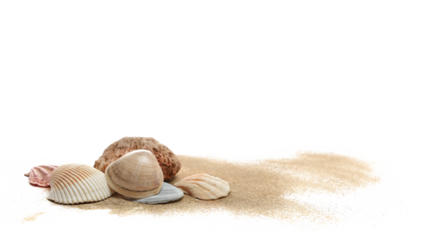 Sea shell and stone in sand pile isolated on white, side view
