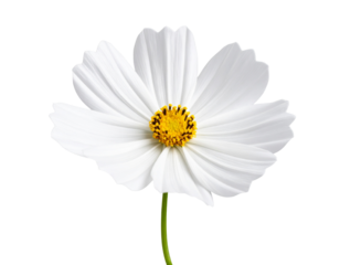 Side‑Profile Cosmos with Curved Stem and Subtle Shadow, Isolated
