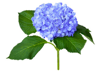 Nice lilac hydrangea isolated