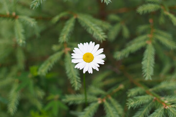 Chamomile. A flower. An annual flowering plant of the Asteraceae family. Beauty in nature.