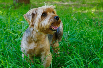 Yorkshire terrier. Dog. A pet. Portrait of a funny smiling purebred dog.